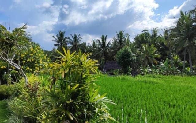 Green Coconut Cottage - photo 21