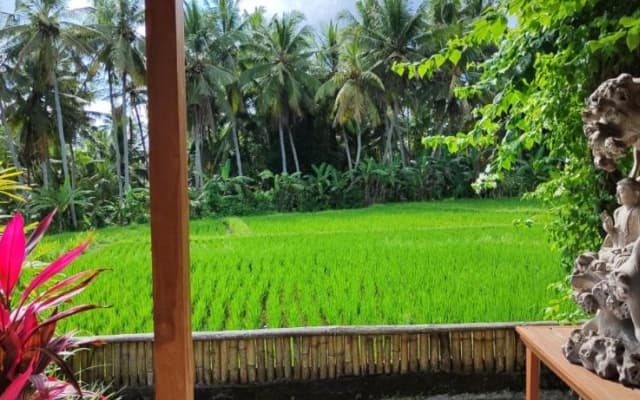 Green Coconut Cottage - photo 26